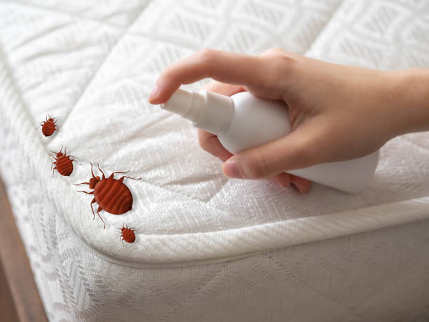 Flea Control Services in Bal Harbour, FL