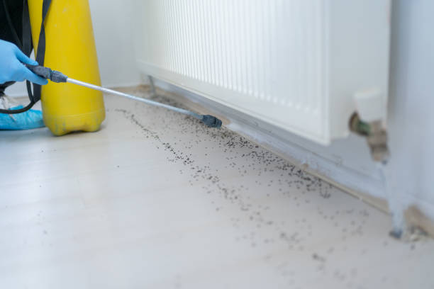 Best Affordable Pest Control Services  in Bal Harbour, FL